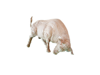 Taureau