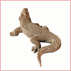 Crocodile